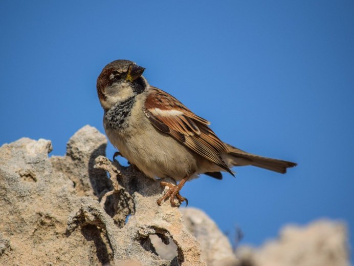 Белоперый Воробей