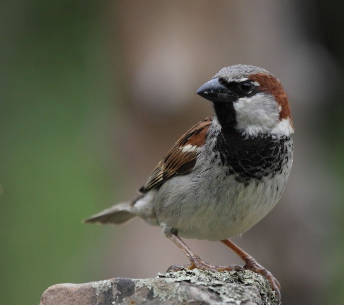 Турецкий Воробей