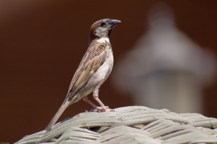 Воробей в Турции