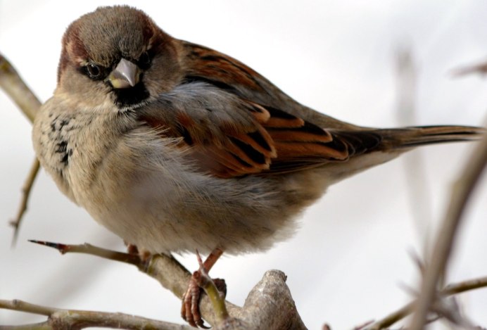 Розовый Воробей птица