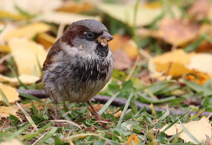 Воробей в Турции