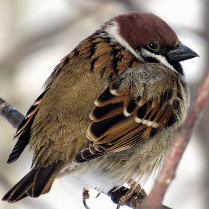 Домовый Воробей молодой