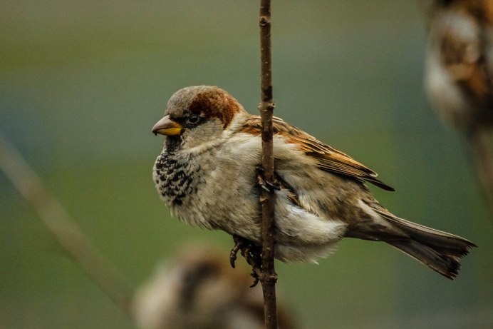Домовый Воробей и полевой Воробей