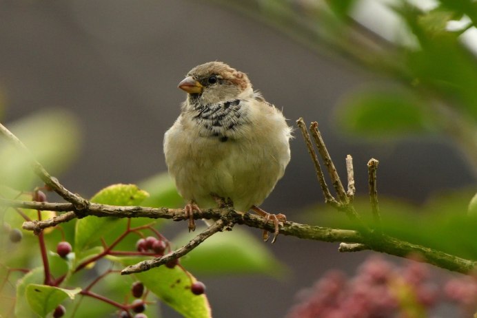 Домашний Воробей