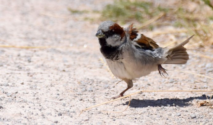 Воробей с каменной птичкой