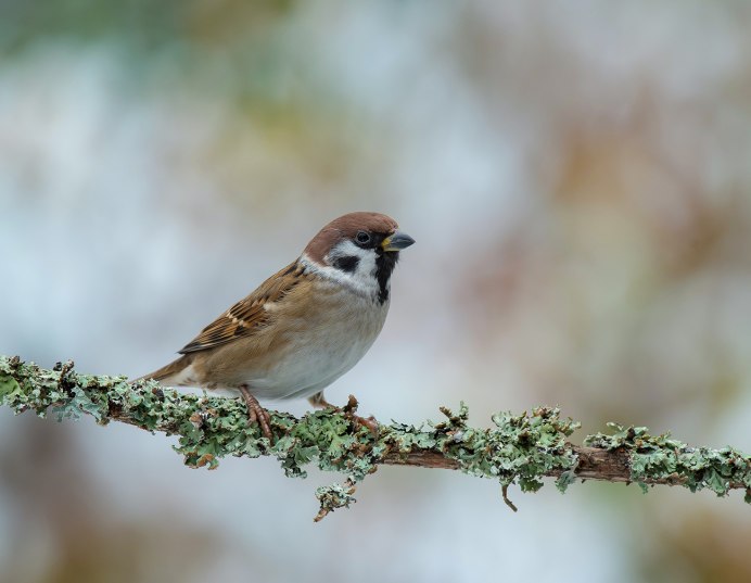 Воробей Жаворонок Зяблик