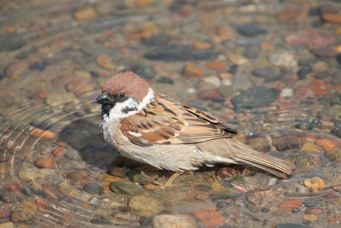 Воробей Сперлинг