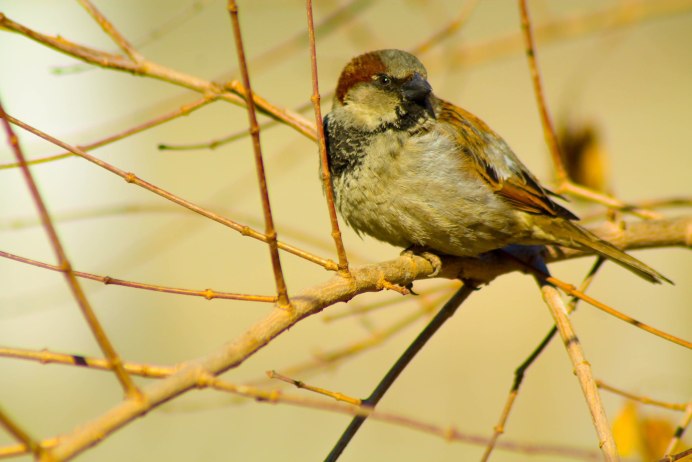 Воробей Эстетика