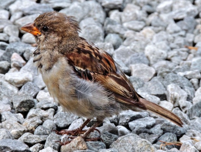 Птица клюет