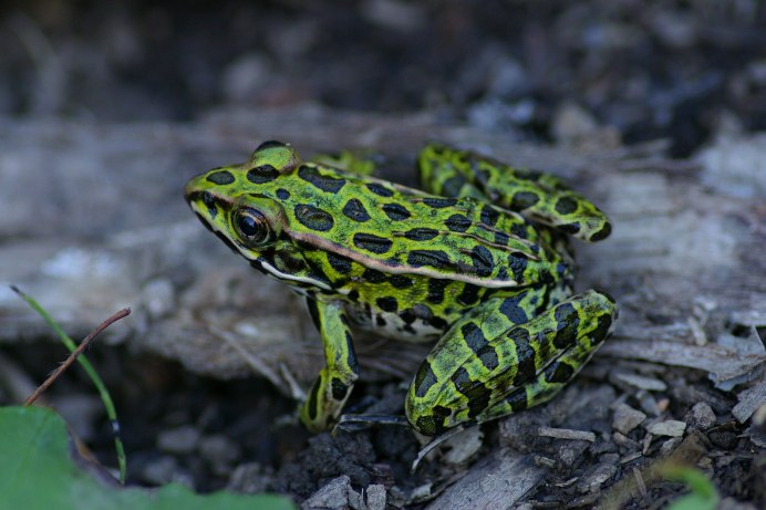 Лягушки Rana pipiens