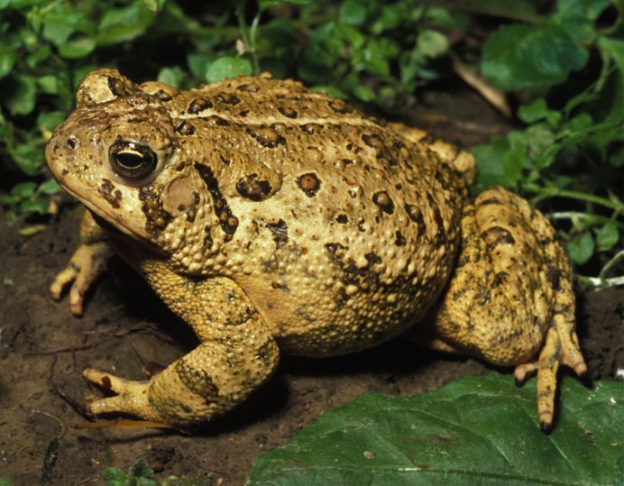 Лягушки Rana pipiens
