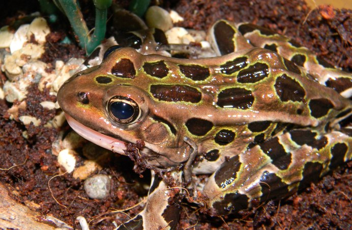 Rana pipiens