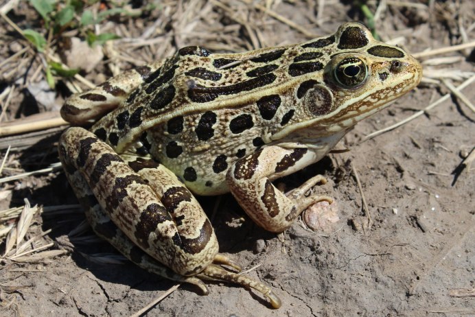 Лягушки Rana pipiens