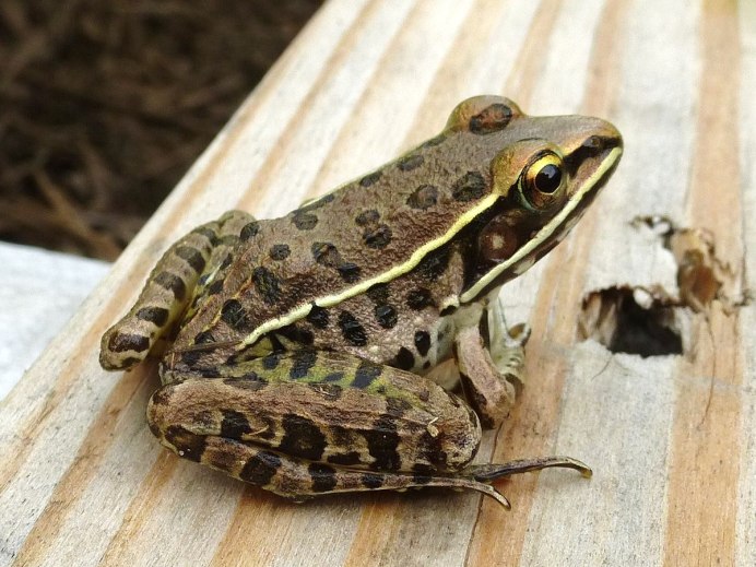 Леопардовой лягушки Rana pipiens