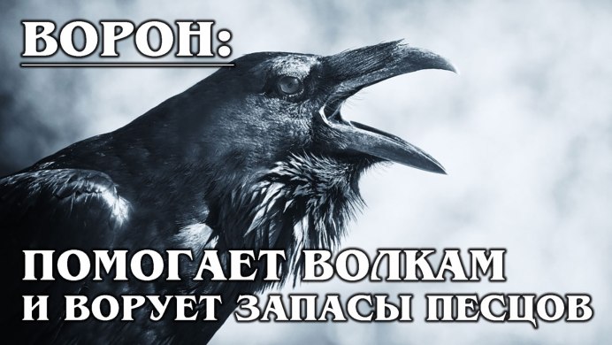 Яростный ворон