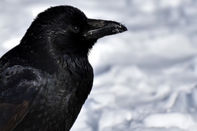 Quoth the Raven Nevermore