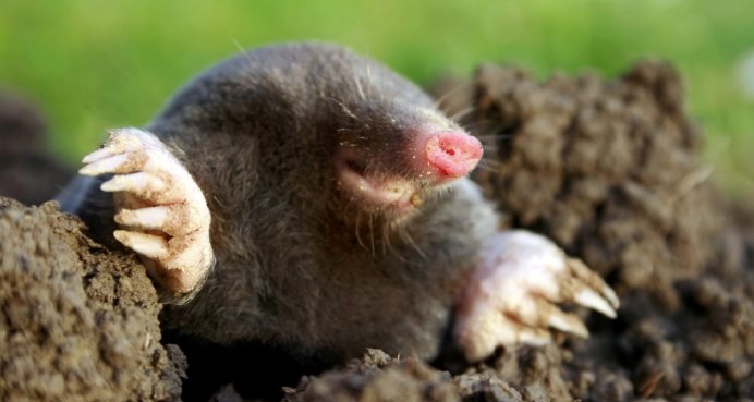 Notoryctes Typhlops