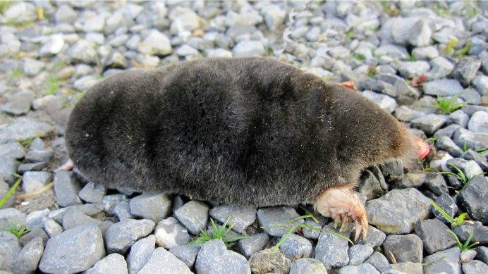 Notoryctes Typhlops