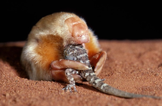 Сумчатый Крот (Notoryctes Typhlops)