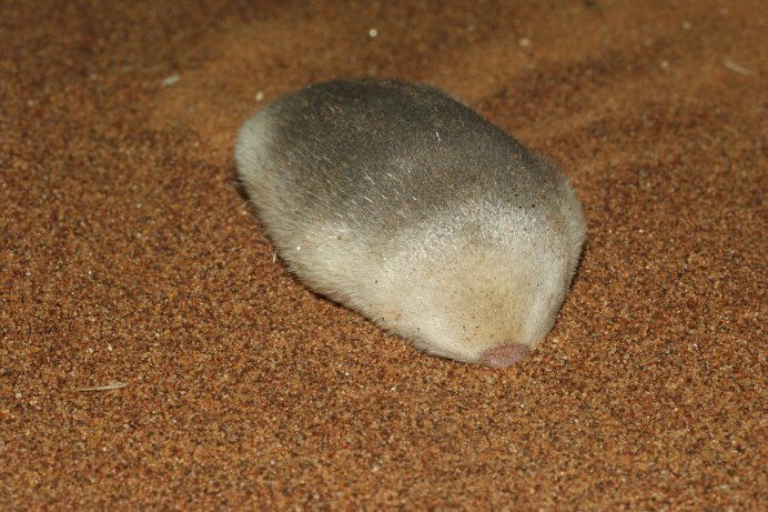Крот обыкновенный (talpa europaea)