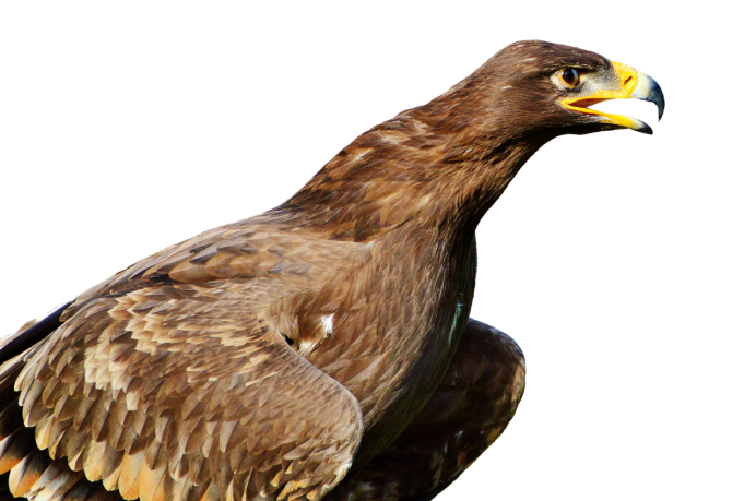 Орел на белом фоне