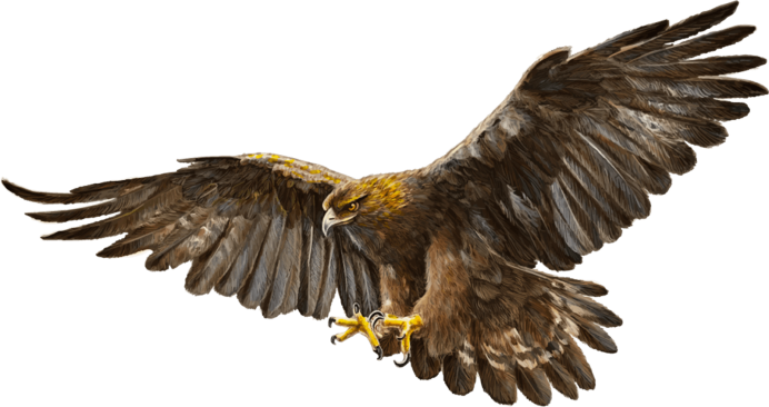 Орел на белом фоне