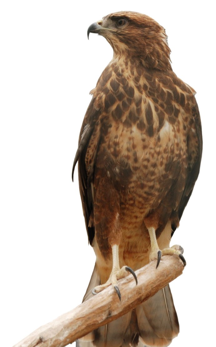 Сокол на белом фоне сидит