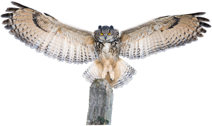 Филин с раскрытыми крыльями