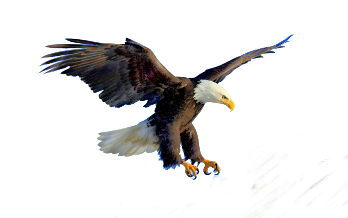 Орел для фотошопа