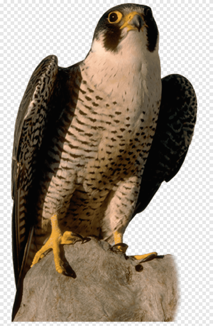 Сокол на белом фоне