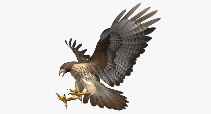 Модель ястреба