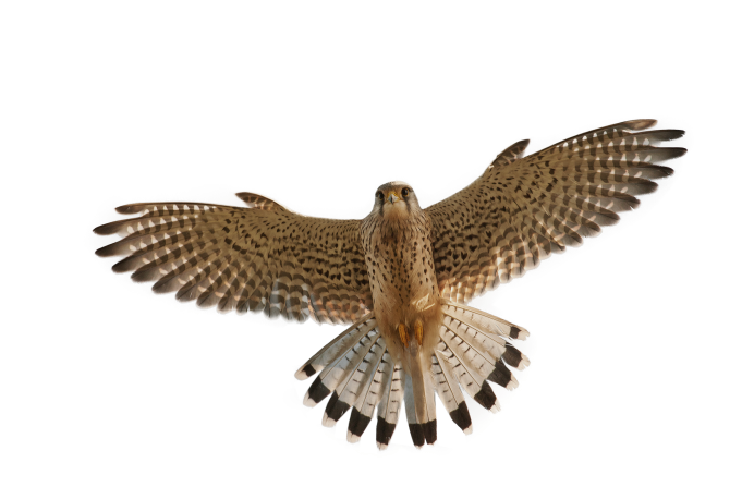 Птица в полете