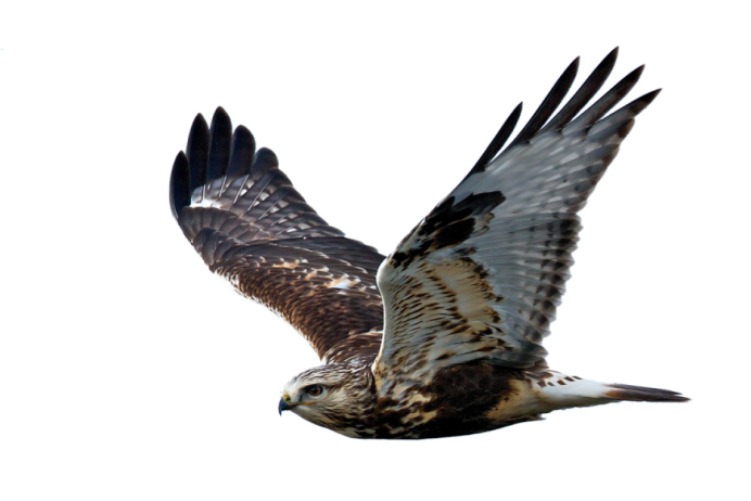 Орел Сокол ястреб