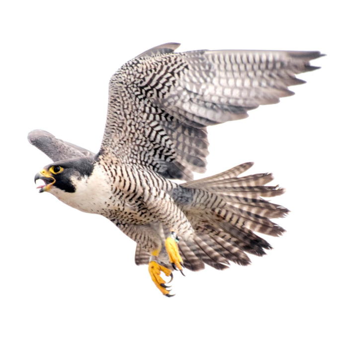 Сокол Сапсан Крылья