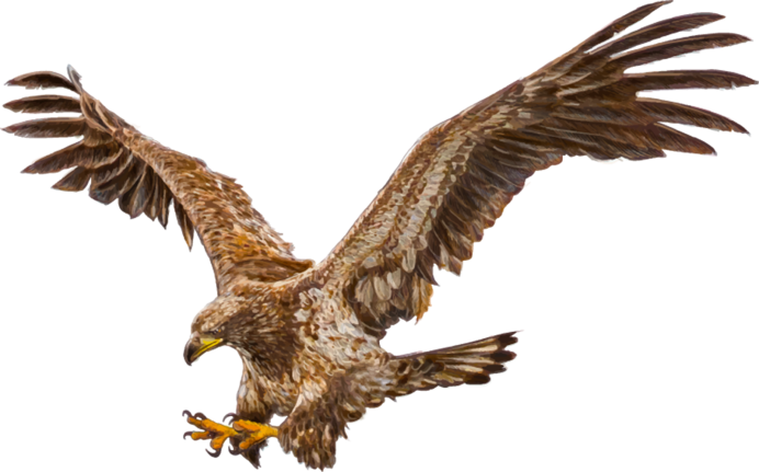 Беркут на белом фоне