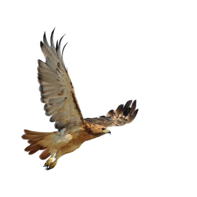 Ястреб перепелятник на белом фоне