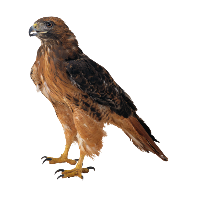 Хищные птицы на белом фоне