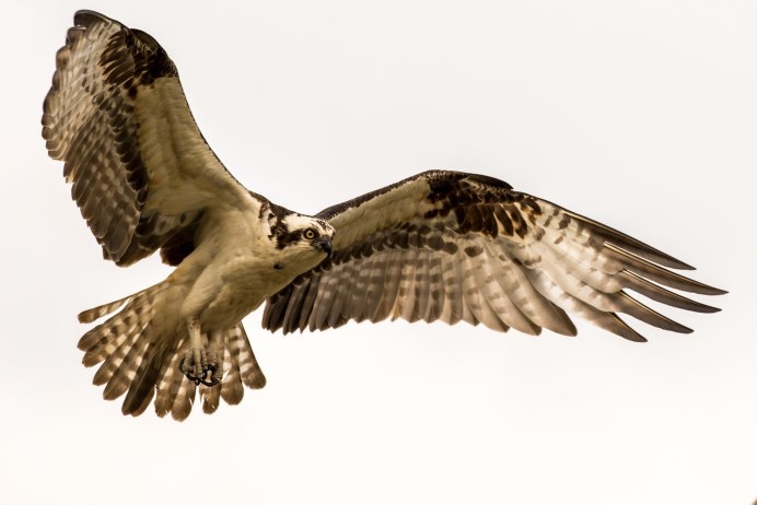 Ястреб Стервятник