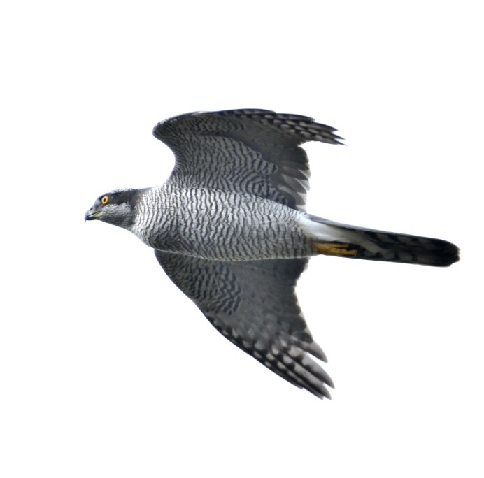 Коршун тетеревятник