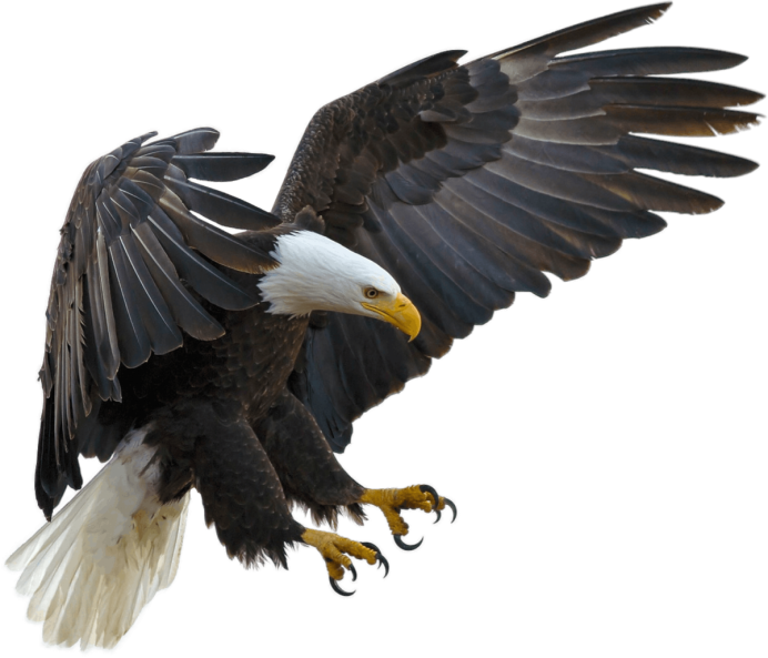 Американский белоголовый Орлан