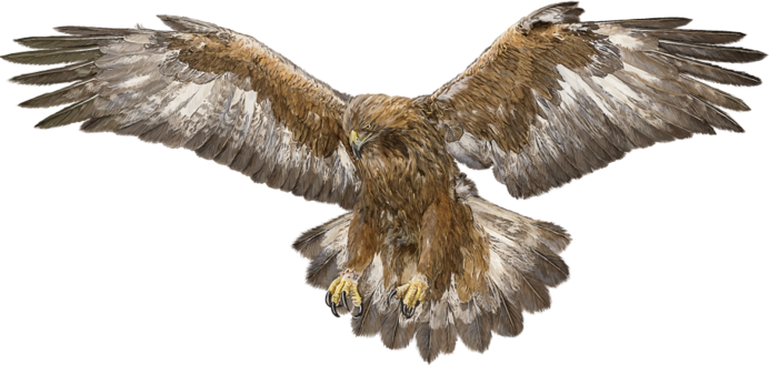 Картина летающего орла на белом фоне