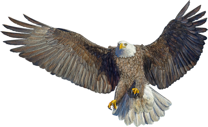 Канюк, пустельга, Лунь