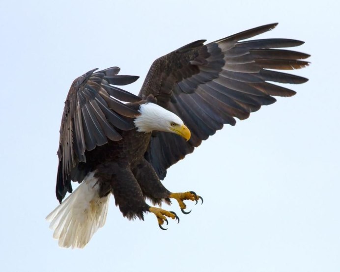 Канюк на прозрачном фоне