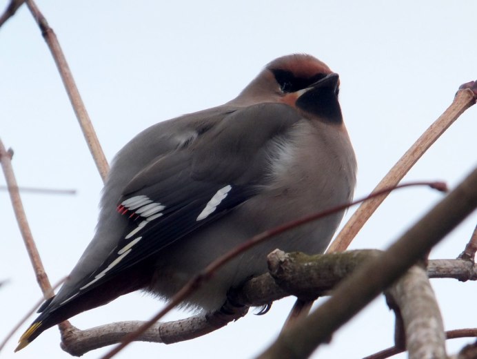 Свиристель обыкновенный (Bombycilla garrulus)