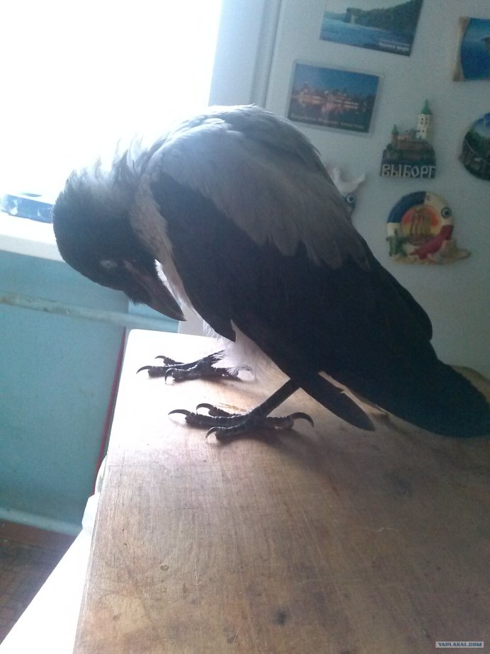 Спящий ворон