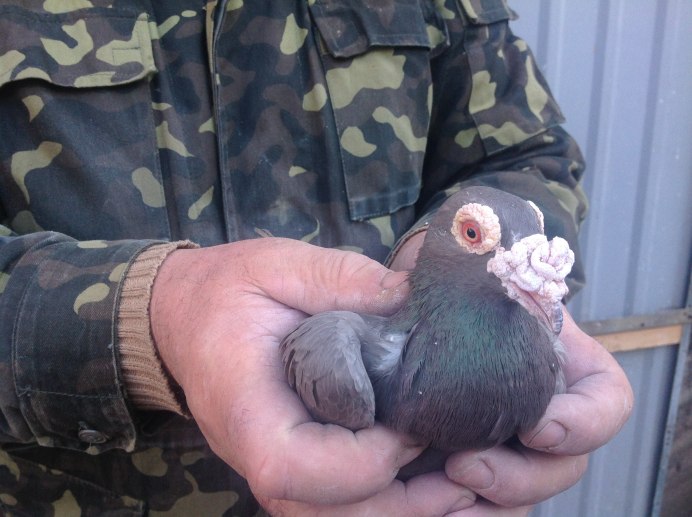 Голубь Пискун