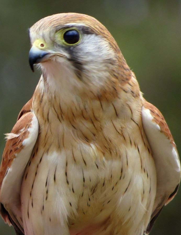 Red Bishop птица