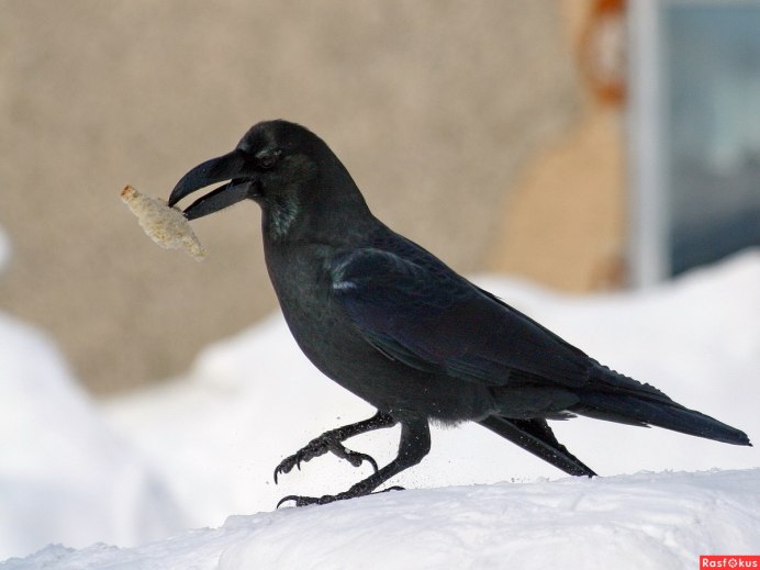 Ворон Corvus Corax