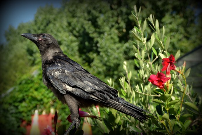 Corvus Corax птица