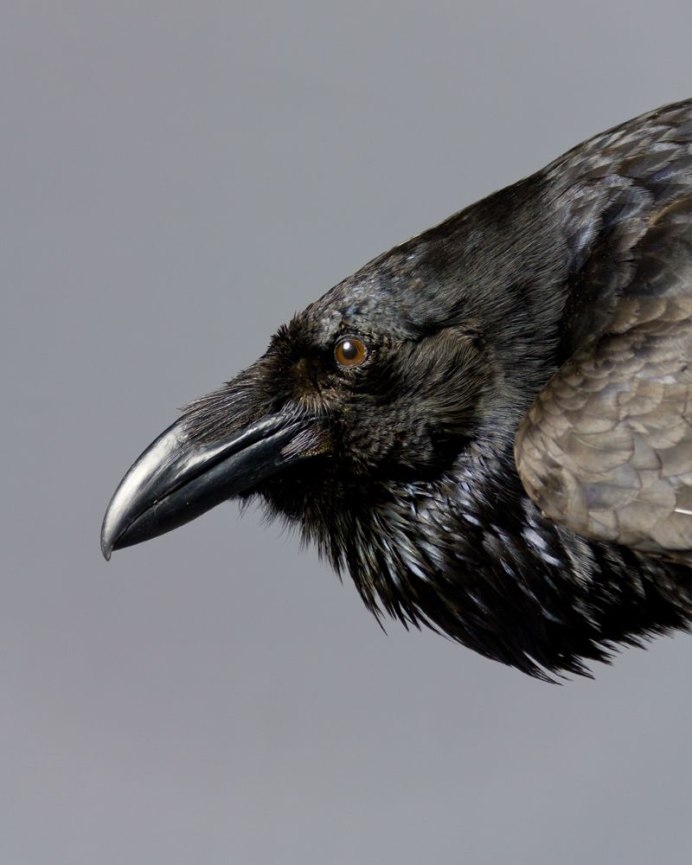 Corvus Corax птица